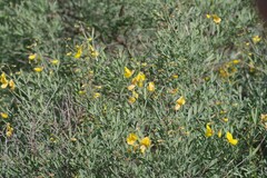 Crotalarieae