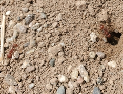 Pogonomyrmex californicus