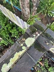 Flavopunctelia flaventior