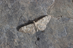 Eupithecia impurata