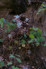 Dudleya pulverulenta