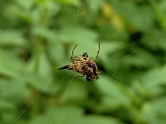 Macracantha hasselti