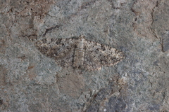 Eupithecia impurata