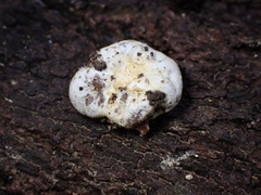 Descomyces