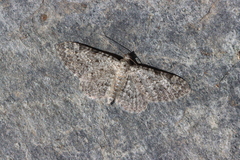 Eupithecia impurata