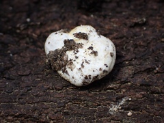 Descomyces