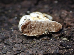 Descomyces