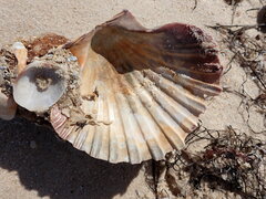 Pecten fumatus