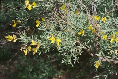 Crotalarieae