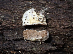 Descomyces
