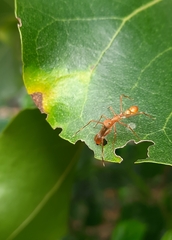 Myrmaplata plataleoides
