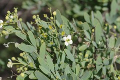Montinia caryophyllacea