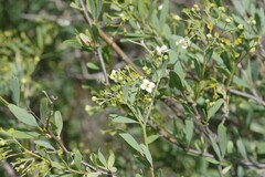 Montinia caryophyllacea