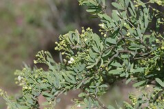 Montinia caryophyllacea