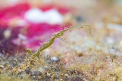 Arcturidae