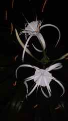 Hymenocallis littoralis