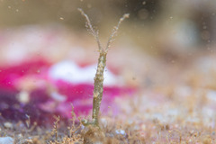 Arcturidae
