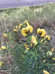 Gompholobium latifolium