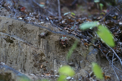Dudleya pulverulenta