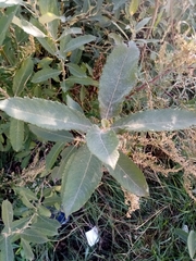 Salix cinerea