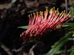 Grevillea longifolia