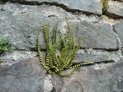 Asplenium trichomanes