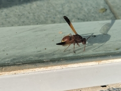 Rhynchium oculatum