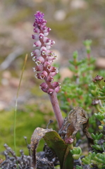 Lachenalia membranacea