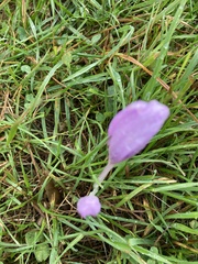 Colchicum autumnale