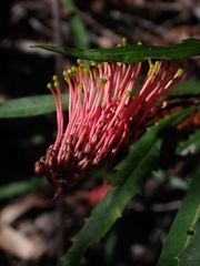 Grevillea longifolia