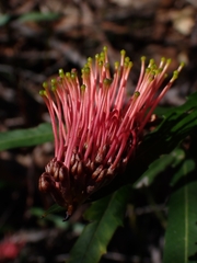 Grevillea longifolia