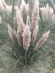Cortaderia selloana