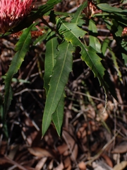 Grevillea longifolia