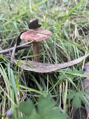 Lactarius eucalypti