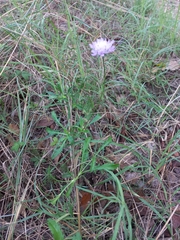 Sixalix atropurpurea