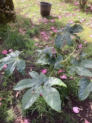 Fatsia japonica