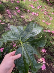Fatsia japonica