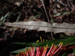 Grevillea longifolia