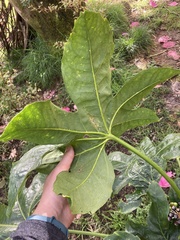 Fatsia japonica