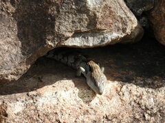 Tiliqua scincoides