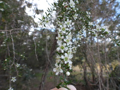 Leptospermum polygalifolium