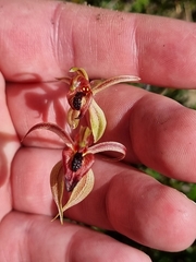 Caladenia cardiochila
