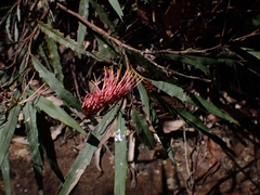 Grevillea longifolia