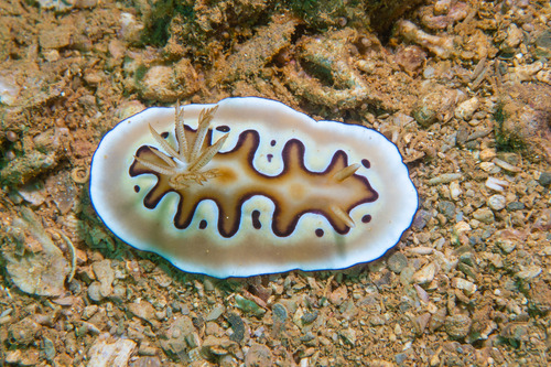 Photo of Co's goniobranchus (Goniobranchus coi)