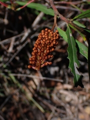 Grevillea longifolia