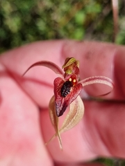 Caladenia cardiochila