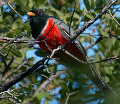 Trogon elegans