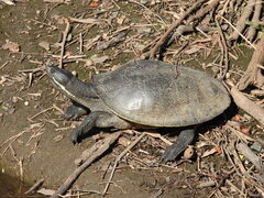 Emydura macquarii