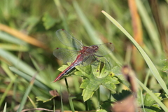Sympetrum internum