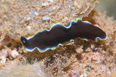 Pseudoceros